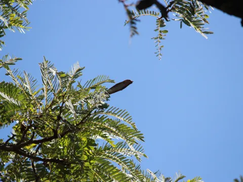 Mahomed Desai · CC BY 4.0 · GBIF