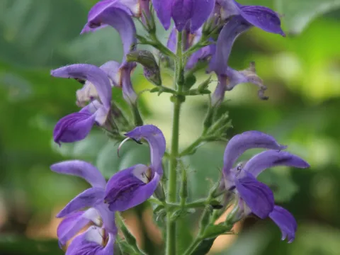 Erwin Sieben · CC0 1.0 · GBIF