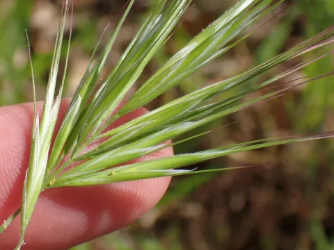 John Cowles · CC0 1.0 · GBIF