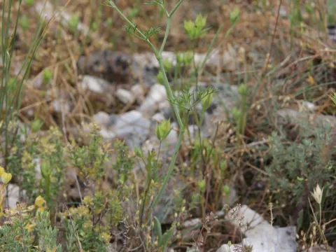 Olivier Argagnon · CC BY 4.0 · GBIF