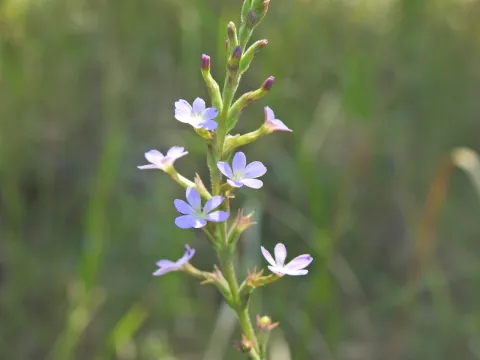 Scott W. Gavins · CC BY 4.0 · GBIF