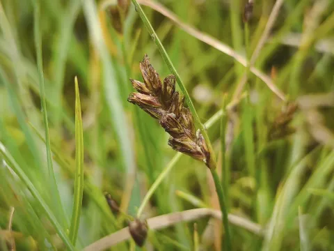 arthur_haendler · CC BY 4.0 · GBIF