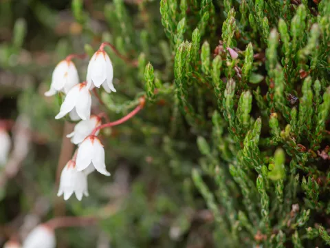 Morten Ross · CC BY 4.0 · GBIF