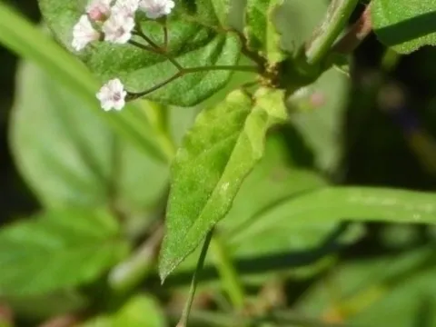 Sinaloa Silvestre · CC0 1.0 · GBIF