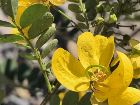 Sinaloa Silvestre · CC0 1.0 · GBIF