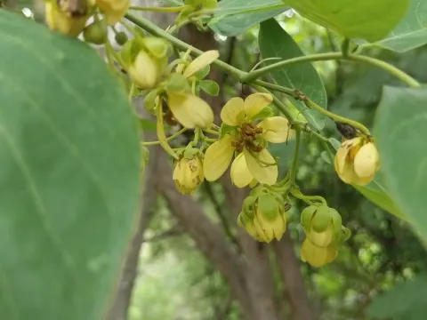Sinaloa Silvestre · CC0 1.0 · GBIF