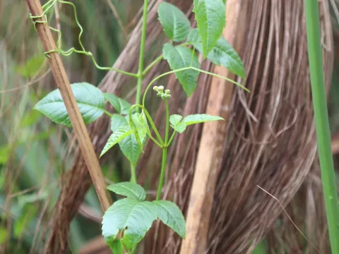 Erwin Sieben · CC0 1.0 · GBIF