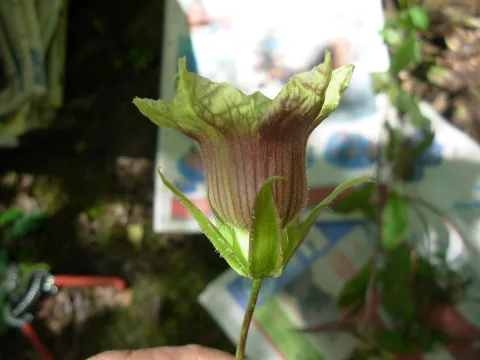 Unknown · CC0 1.0 · GBIF