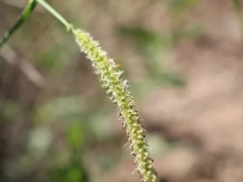 demianlescano · CC0 1.0 · GBIF