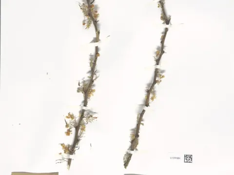 Naturalis Biodiversity Center · CC0 1.0 · GBIF