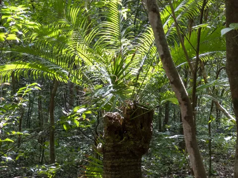 Paulmathi Vinod · CC BY 4.0 · GBIF