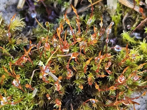 Helen Waterman · CC BY 4.0 · GBIF