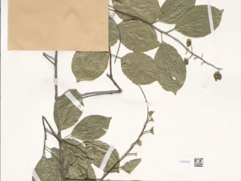 Naturalis Biodiversity Center · CC0 1.0 · GBIF
