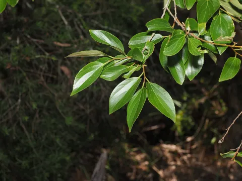 Lucas Christofides · CC BY 4.0 · GBIF