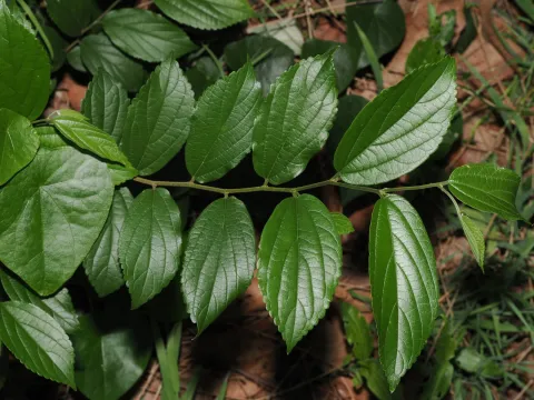Thomas Mesaglio · CC BY 4.0 · GBIF