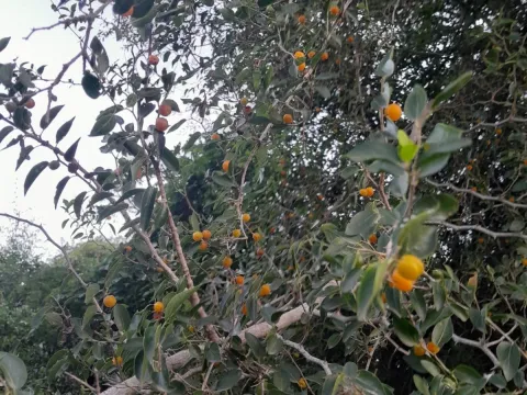 demianlescano · CC0 1.0 · GBIF