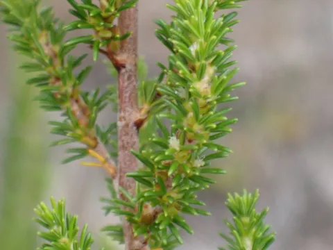 Karen Eichholz · CC BY 4.0 · GBIF