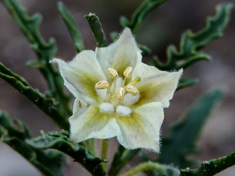 Andrew Tree · CC BY 4.0 · GBIF