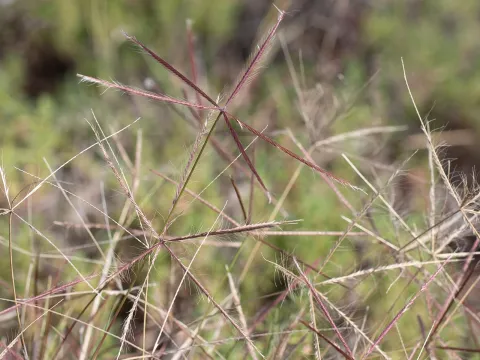 Kym Nicolson · CC BY 4.0 · GBIF