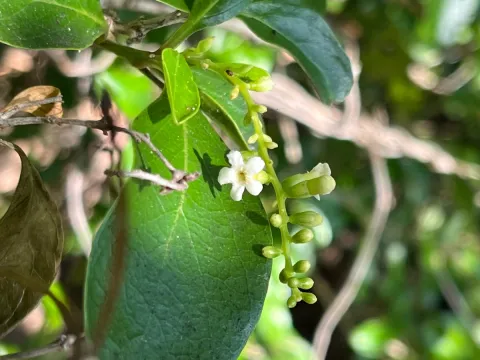 naturedom12 · CC0 1.0 · GBIF