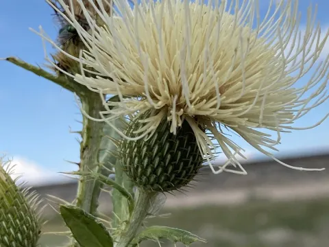 Harry Podschwit · CC BY 4.0 · GBIF