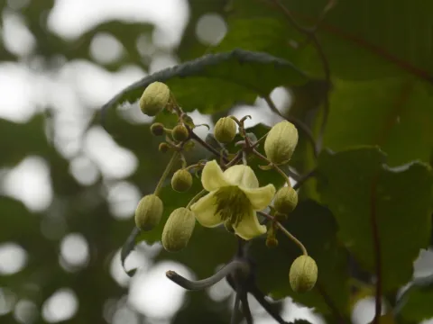 Siddarth Machado · CC BY 4.0 · GBIF