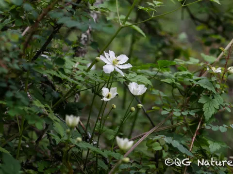 Wang.QG · CC BY 4.0 · GBIF
