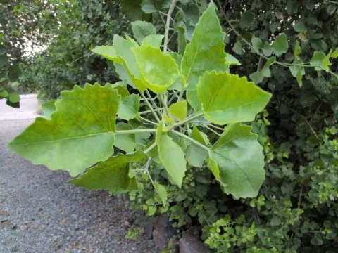 T R Shankar Raman · CC BY 4.0 · GBIF