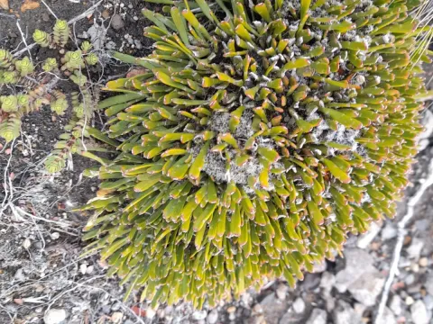 Flavien Saboureau · CC BY 4.0 · GBIF