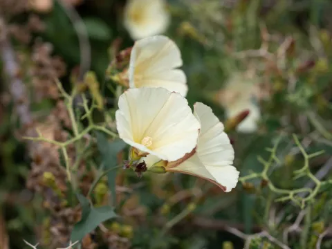 Eleftherios Katsillis · CC BY 4.0 · GBIF