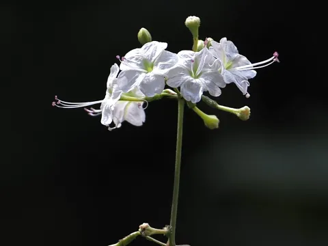 desertnaturalist · CC BY 4.0 · GBIF