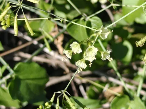 Sinaloa Silvestre · CC0 1.0 · GBIF