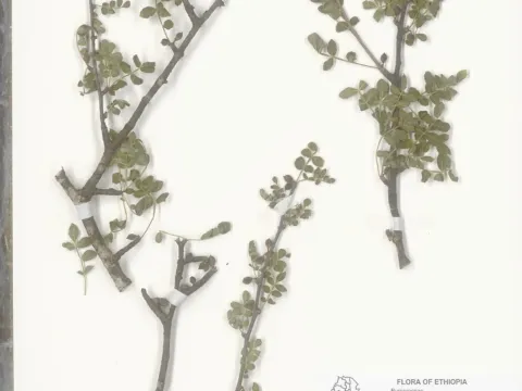 Naturalis Biodiversity Center · CC0 1.0 · GBIF