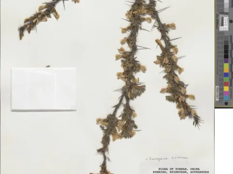 Unknown · CC0 1.0 · GBIF
