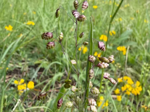 FloraJenensis · CC BY 4.0 · GBIF