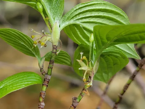 Colin J Pryor · CC BY 4.0 · GBIF
