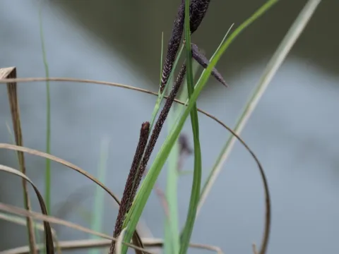 Daniel Cahen · CC BY 4.0 · GBIF