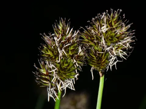 Darrin Gobble · CC BY 4.0 · GBIF