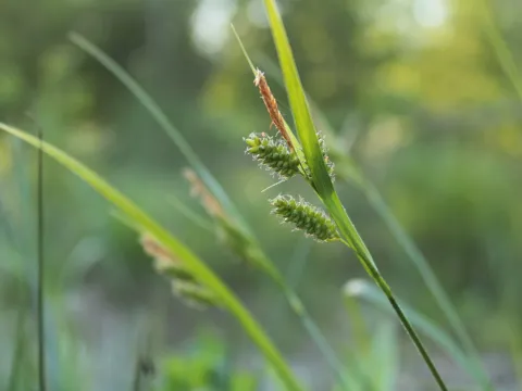 marius · CC BY 4.0 · GBIF