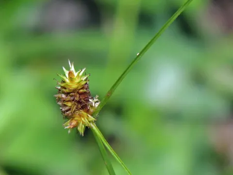 Hugo Hulsberg · CC0 1.0 · GBIF