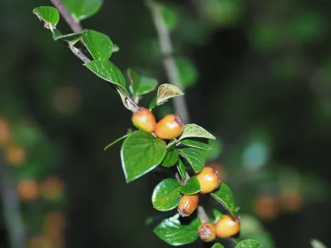 Cynthia Su · CC BY 4.0 · GBIF