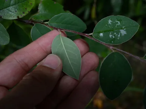 Jon Sullivan · CC BY 4.0 · GBIF
