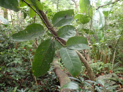 Mahomed Desai · CC BY 4.0 · GBIF