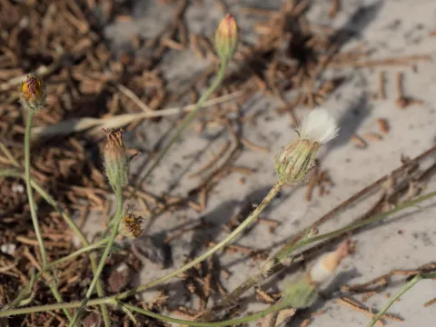 Daniel Cahen · CC BY 4.0 · GBIF