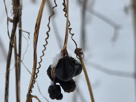 Анна Митрошенкова · CC BY 4.0 · GBIF