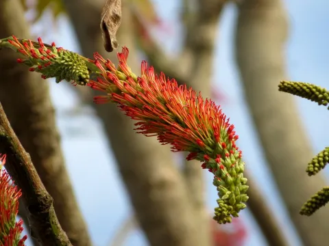 Ajit Ampalakkad · CC0 1.0 · GBIF
