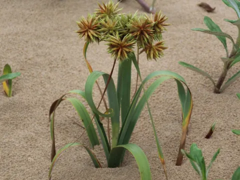 Erwin Sieben · CC0 1.0 · GBIF