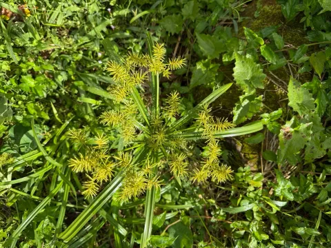 Karen Saunders · CC BY 4.0 · GBIF