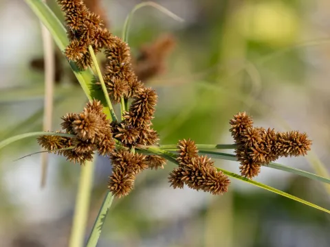 Dan Vickers · CC BY 4.0 · GBIF