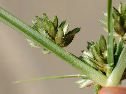 Zihao Wang · CC BY 4.0 · GBIF